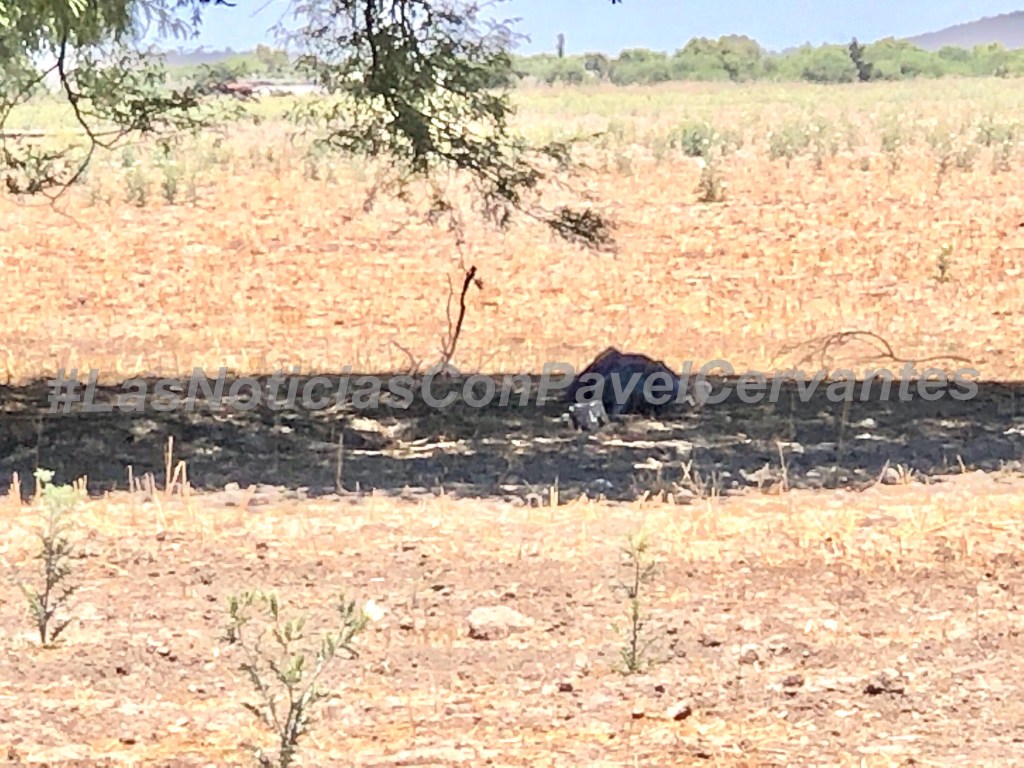 Encuentran a hombre muerto debajo de un&nbsp;árbol